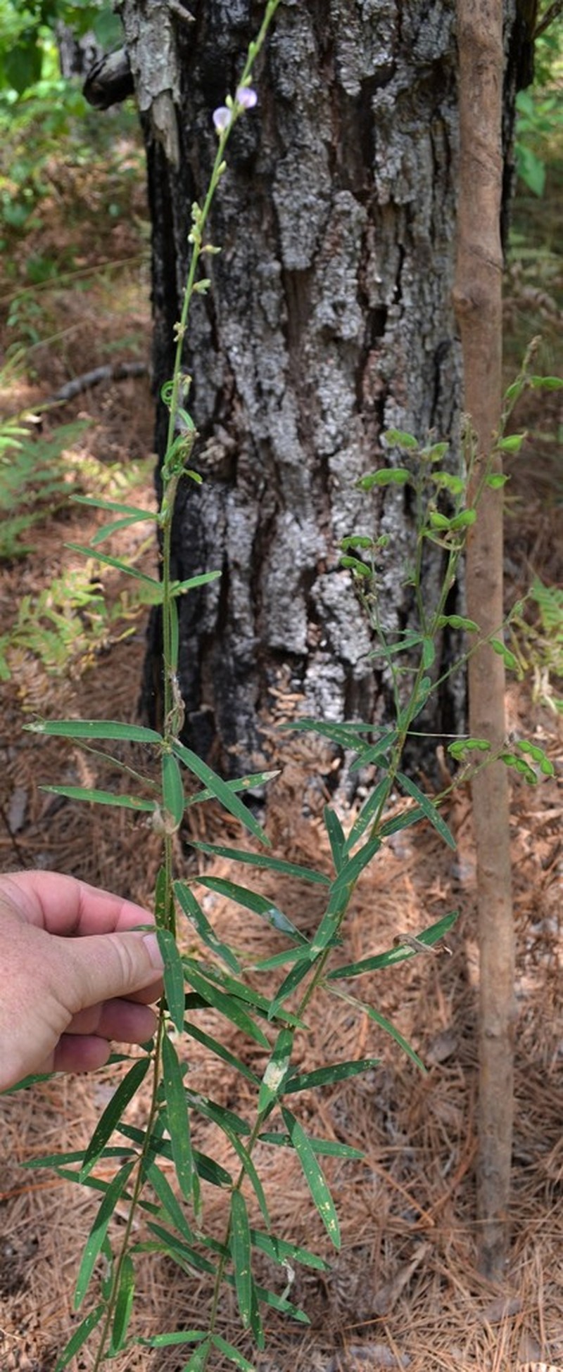 Sessileleaf Ticktrefoil photo 7