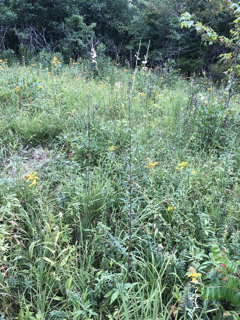 Sessileleaf Ticktrefoil photo 8