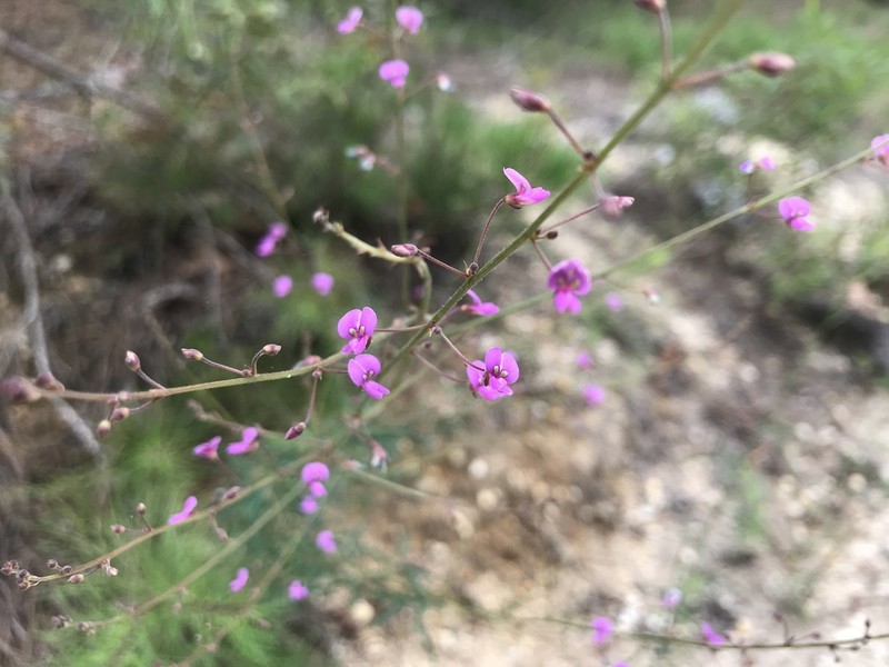 Pine Barren Ticktrefoil