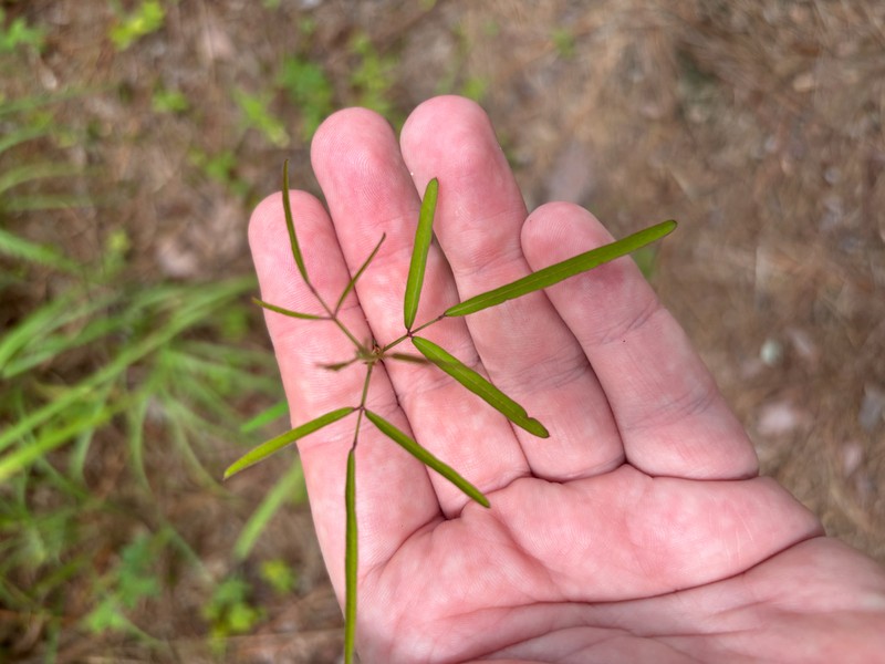 Pine Barren Ticktrefoil photo 2