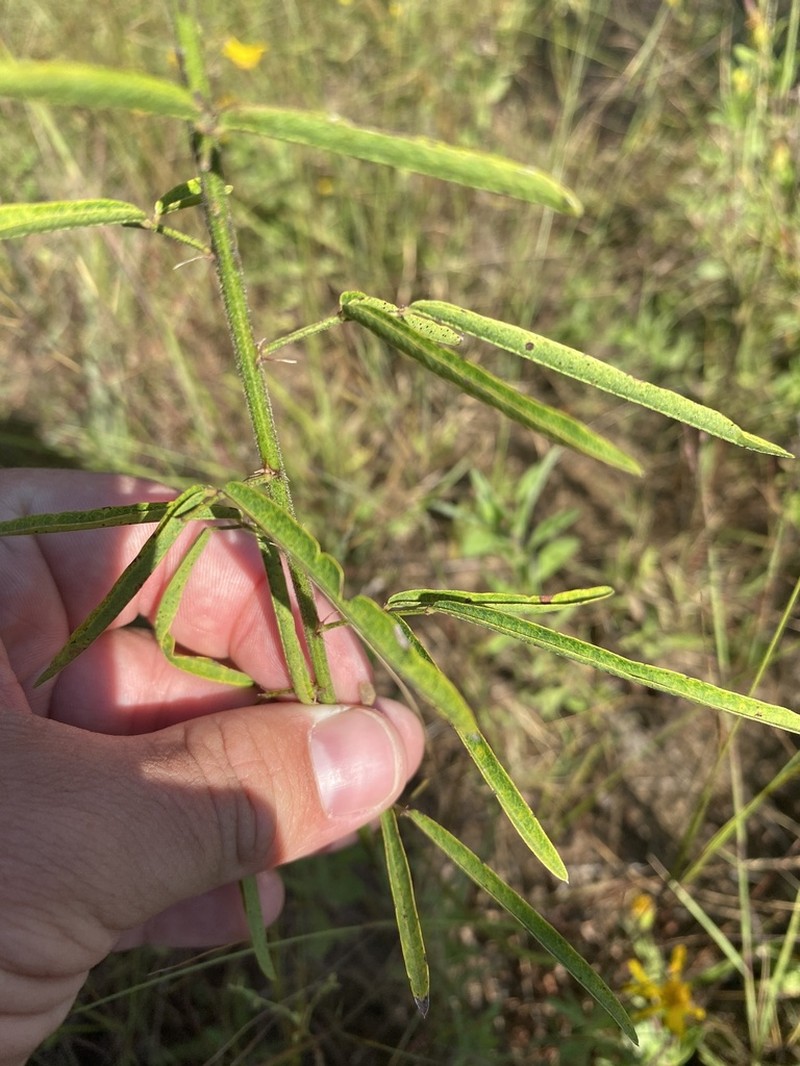 Pine Barren Ticktrefoil photo 3