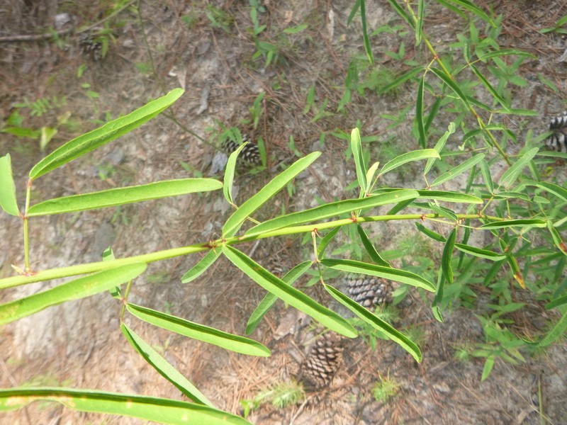Pine Barren Ticktrefoil photo 4