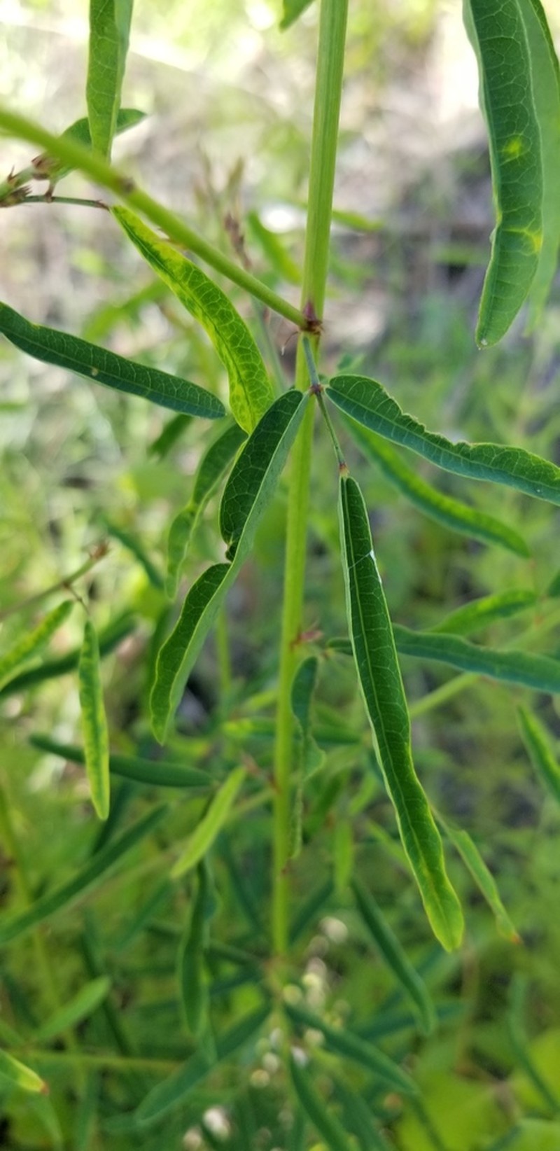 Pine Barren Ticktrefoil photo 5