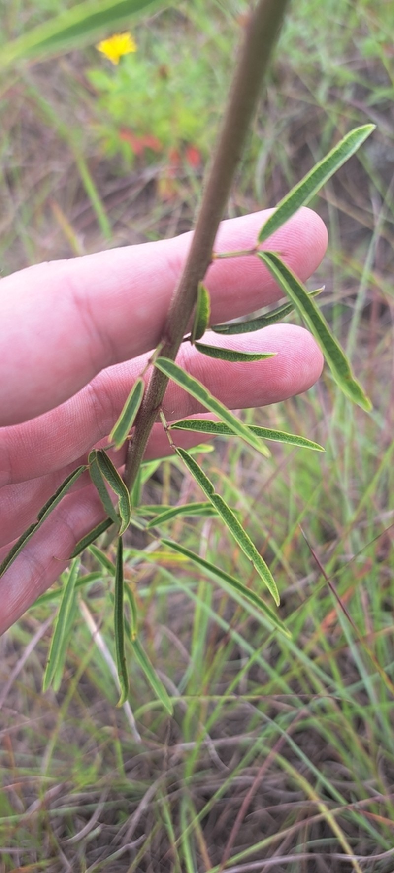 Pine Barren Ticktrefoil photo 6