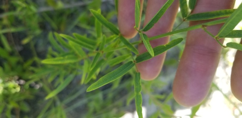 Pine Barren Ticktrefoil photo 7