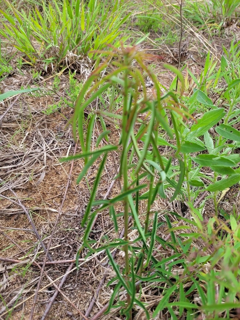 Pine Barren Ticktrefoil photo 8