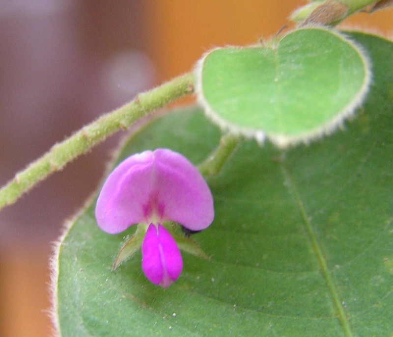 Coin-Leaf Desmodium