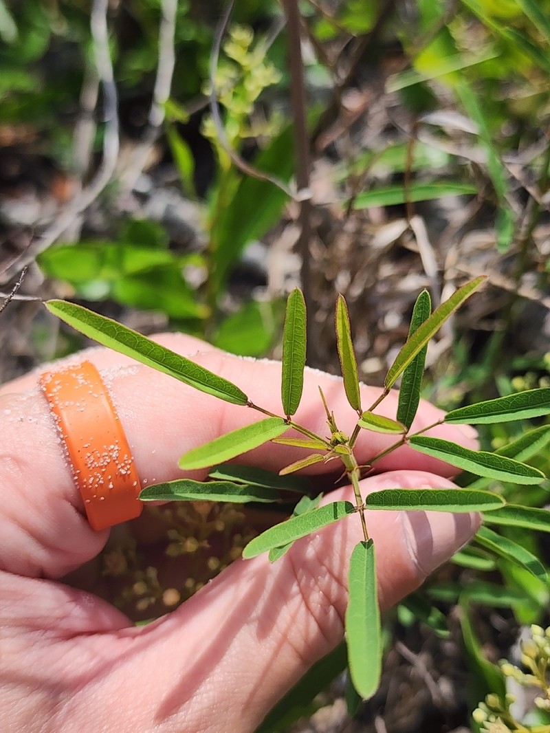 Slimleaf Ticktrefoil
