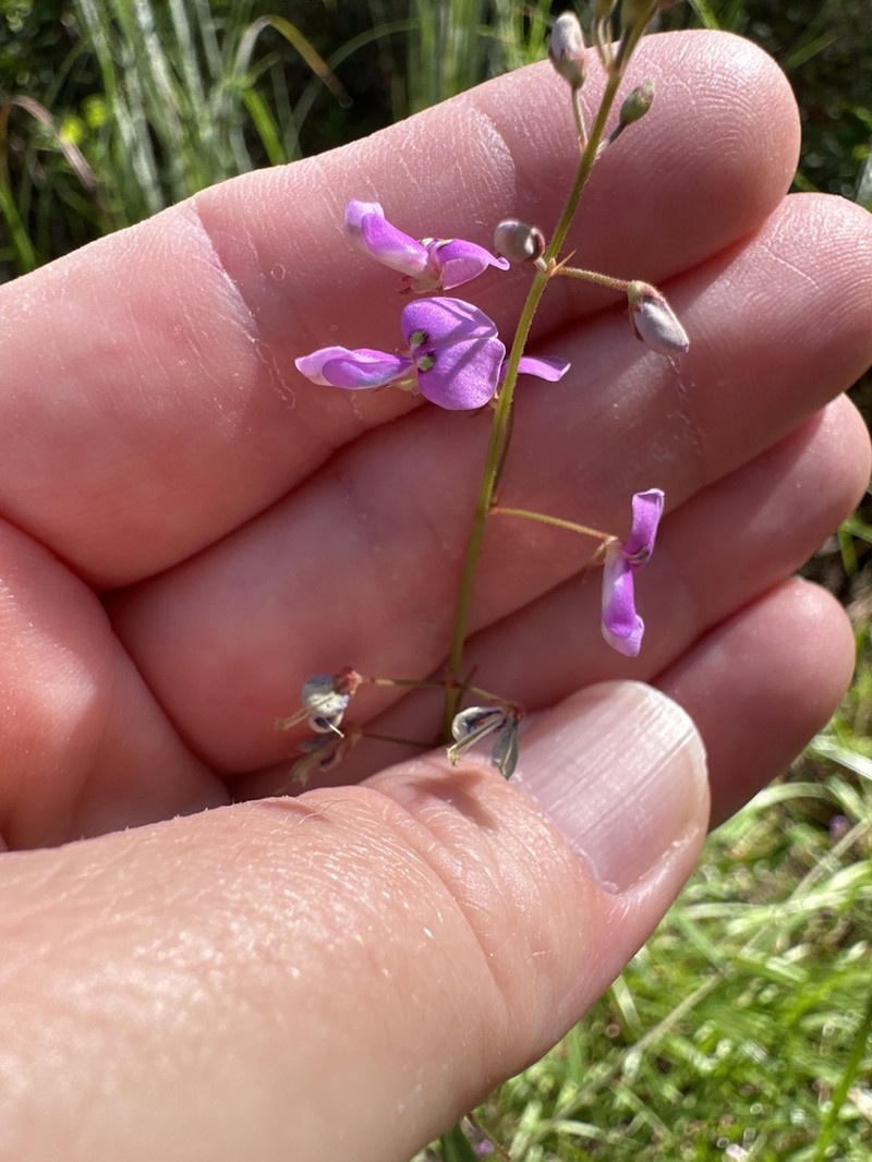 Slimleaf Ticktrefoil photo 2