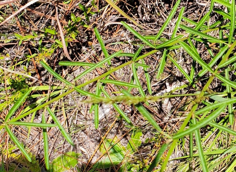 Slimleaf Ticktrefoil photo 3