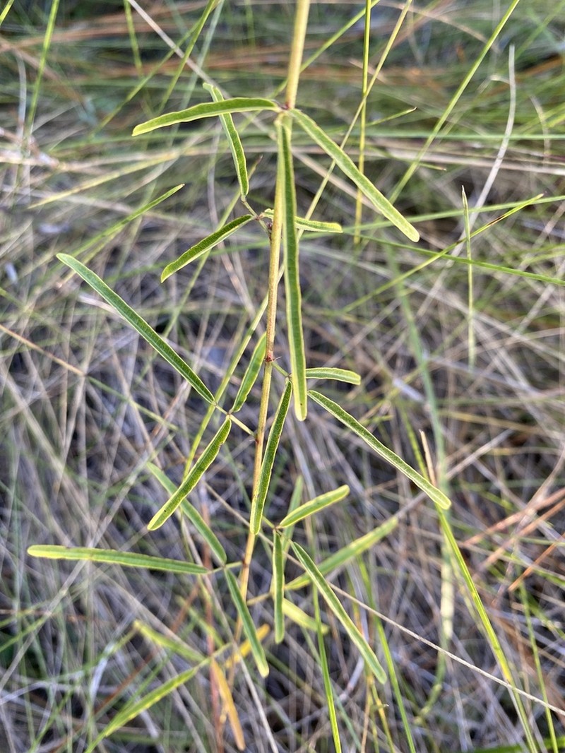 Slimleaf Ticktrefoil photo 4