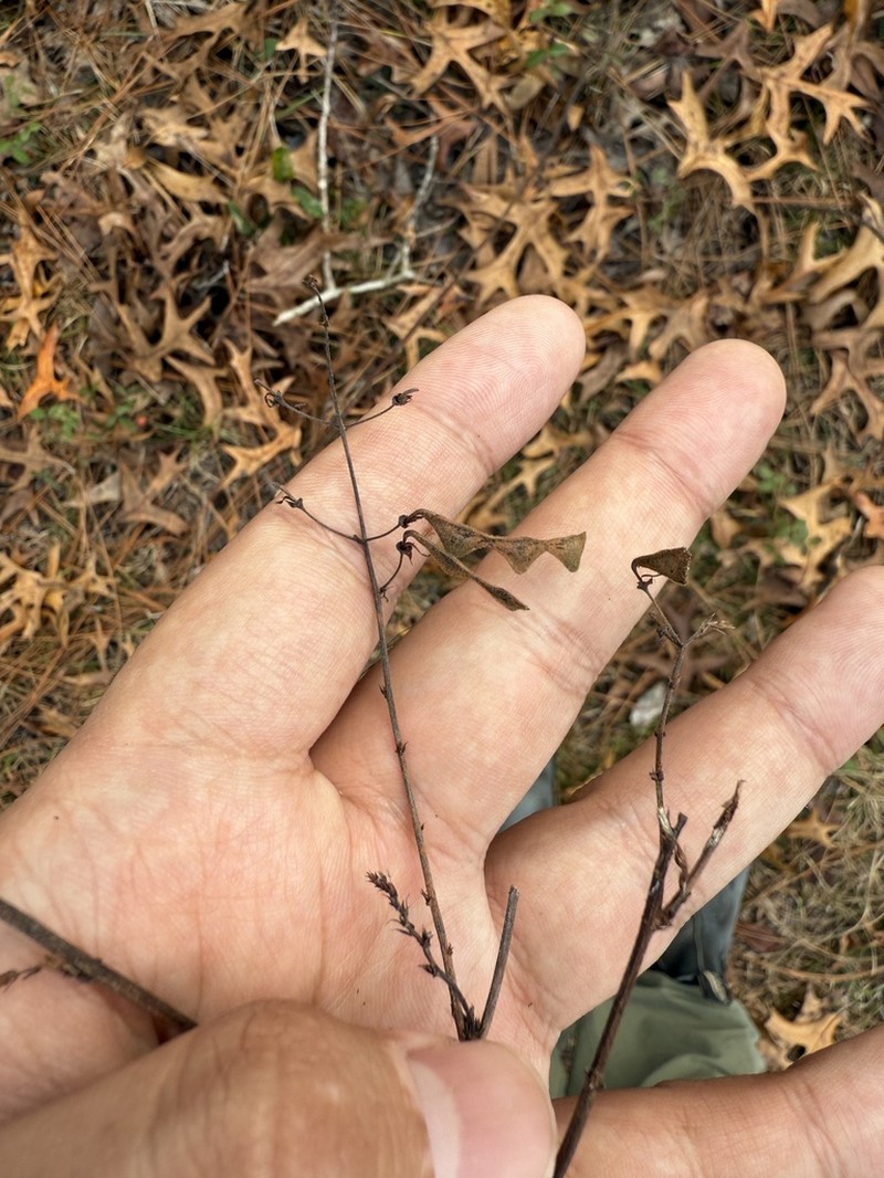 Slimleaf Ticktrefoil photo 5