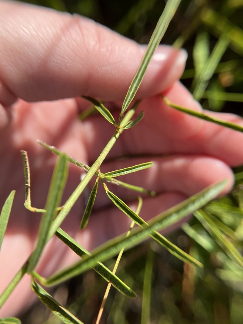 Slimleaf Ticktrefoil photo 6