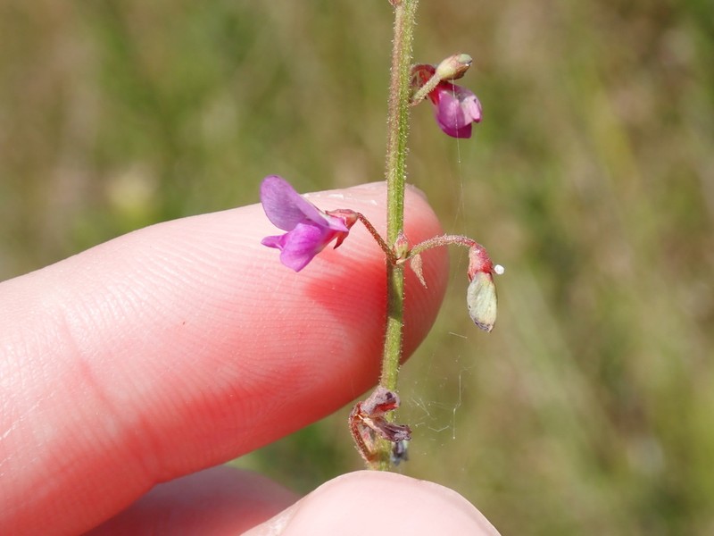 Slimleaf Ticktrefoil photo 7