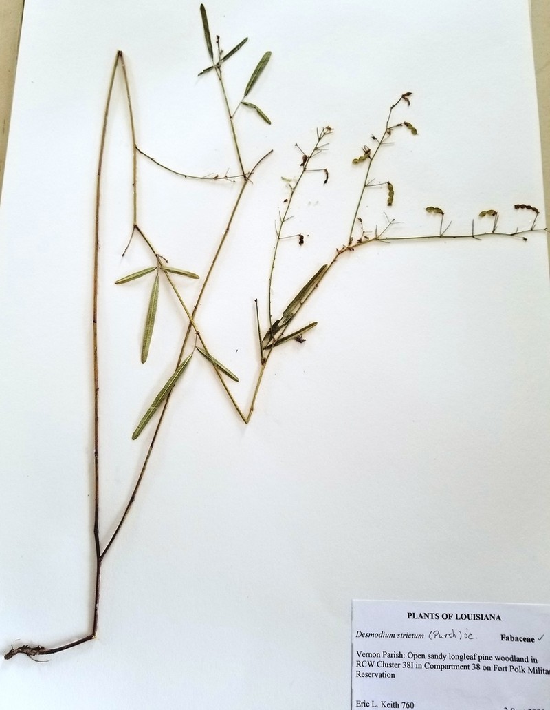 Slimleaf Ticktrefoil photo 8