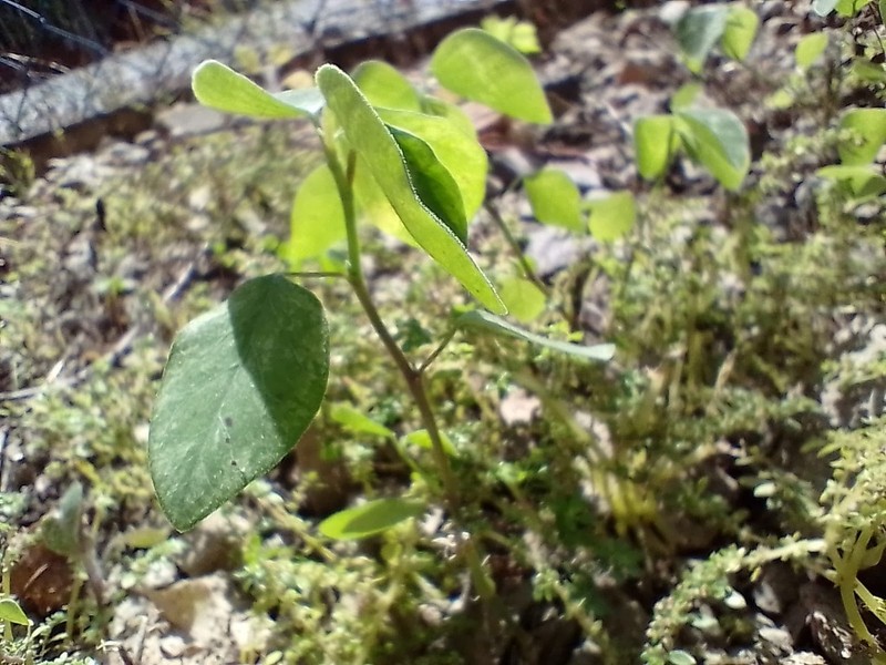 Dixie Ticktrefoil photo 3