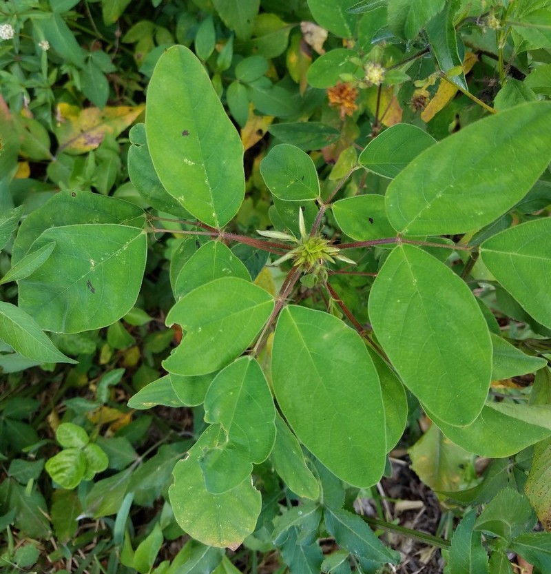 Dixie Ticktrefoil photo 4