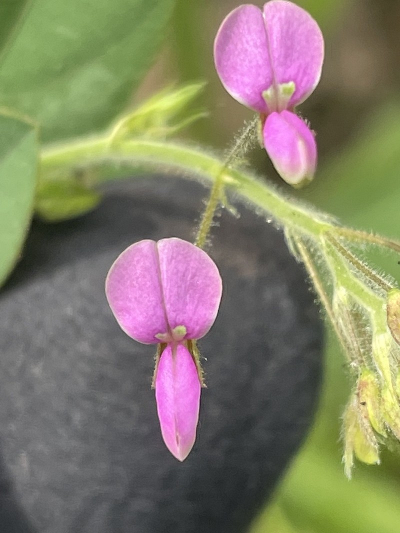 Dixie Ticktrefoil photo 5