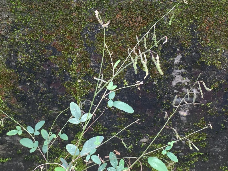 Dixie Ticktrefoil photo 6
