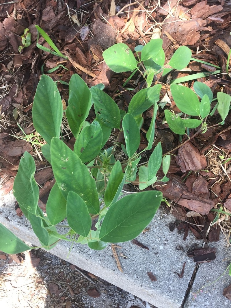 Dixie Ticktrefoil photo 7