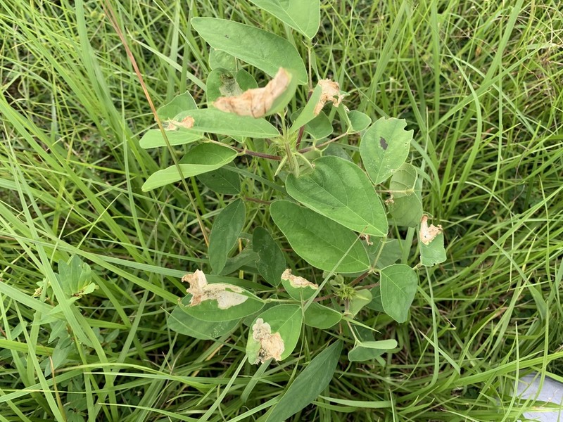 Dixie Ticktrefoil photo 8