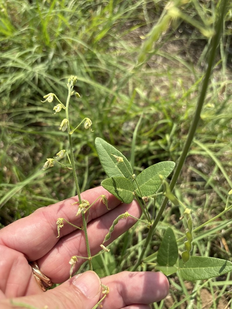 Tweedy's Ticktrefoil