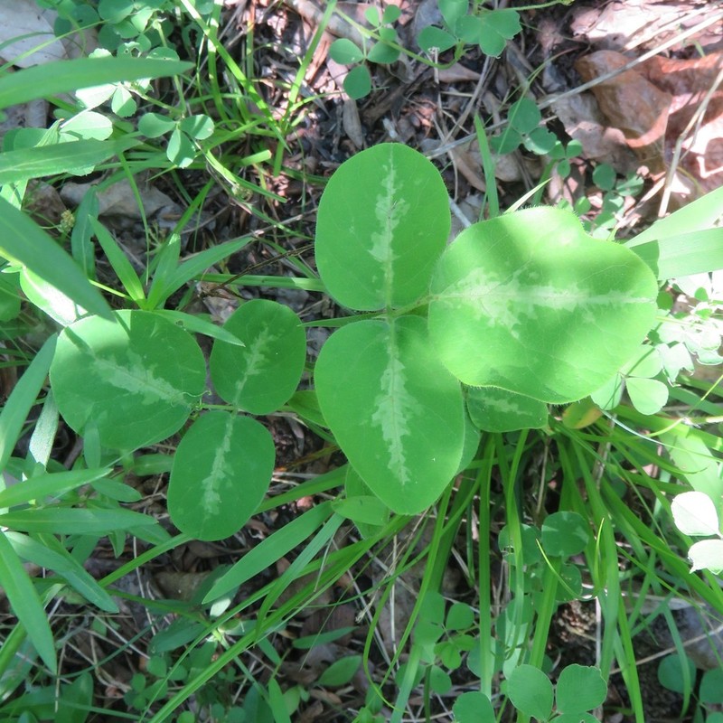 Tweedy's Ticktrefoil photo 2