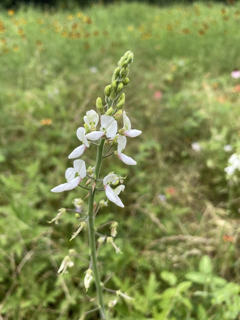 Tweedy's Ticktrefoil photo 3