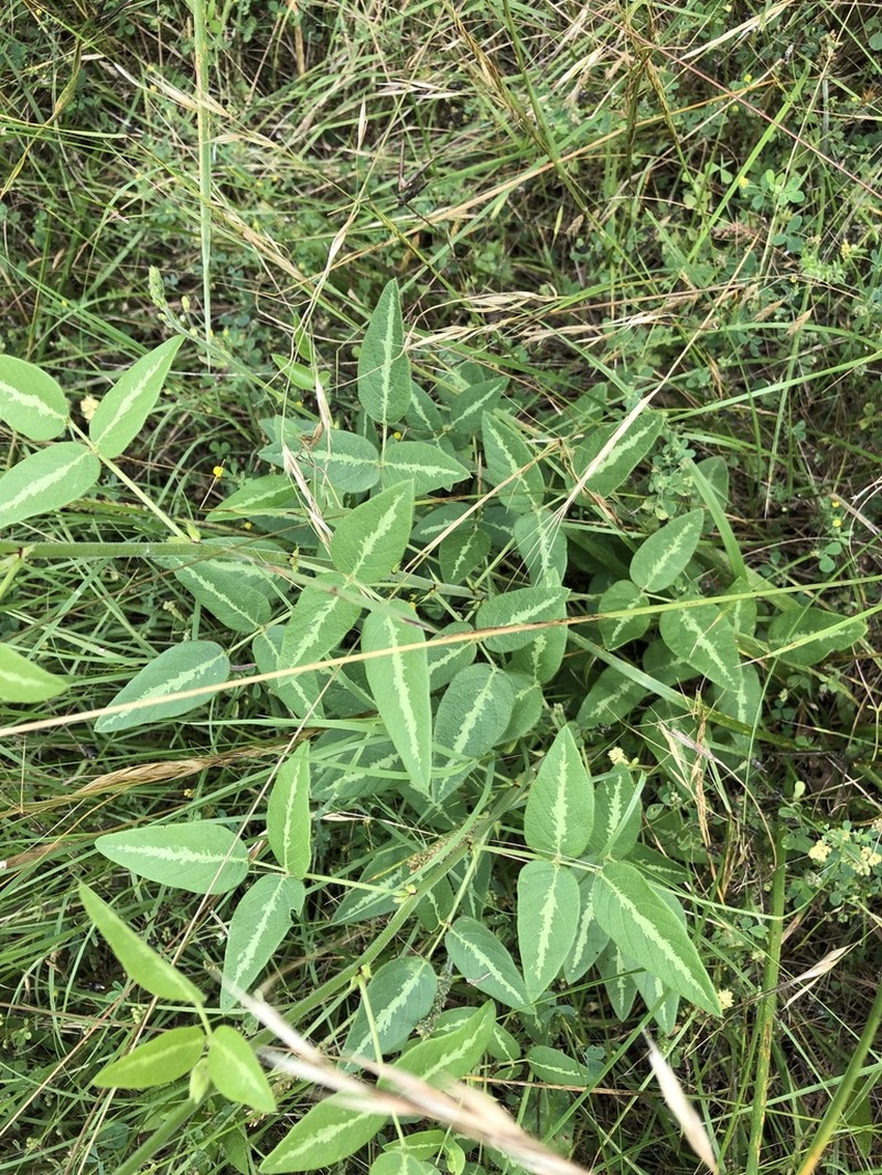 Tweedy's Ticktrefoil photo 4