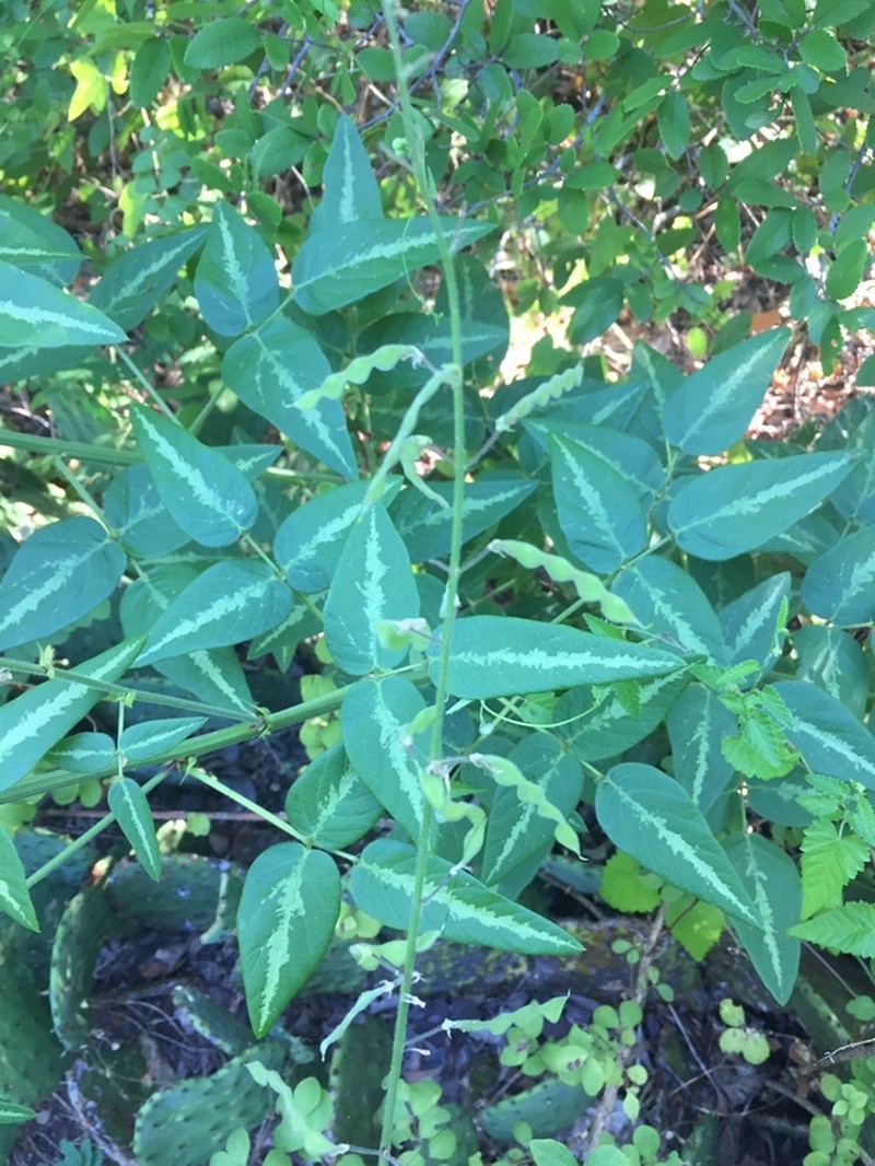 Tweedy's Ticktrefoil photo 5