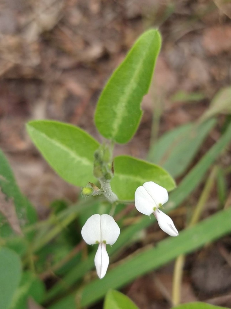 Tweedy's Ticktrefoil photo 6
