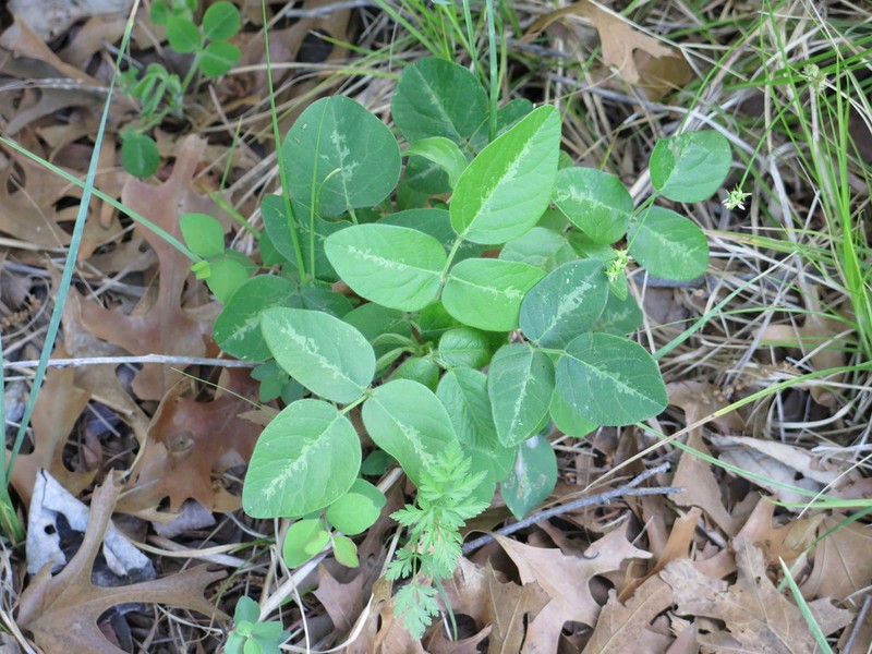 Tweedy's Ticktrefoil photo 7