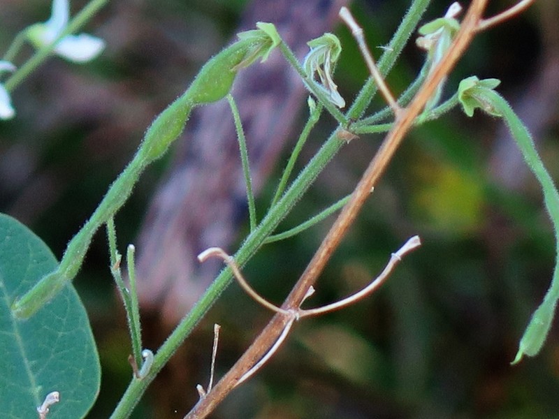 Tweedy's Ticktrefoil photo 8