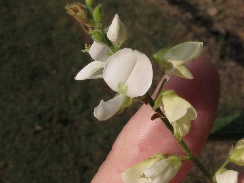 Velvetleaf Ticktrefoil