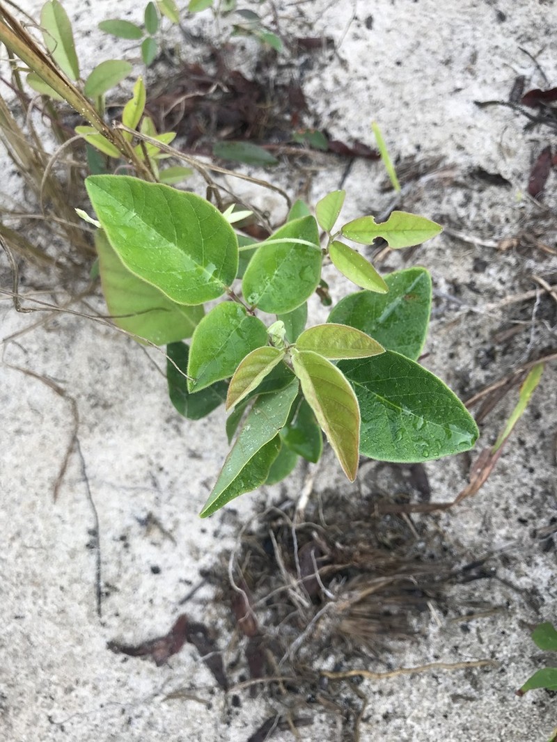 Velvetleaf Ticktrefoil photo 2