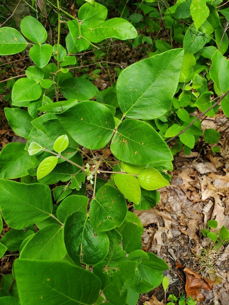 Velvetleaf Ticktrefoil photo 3
