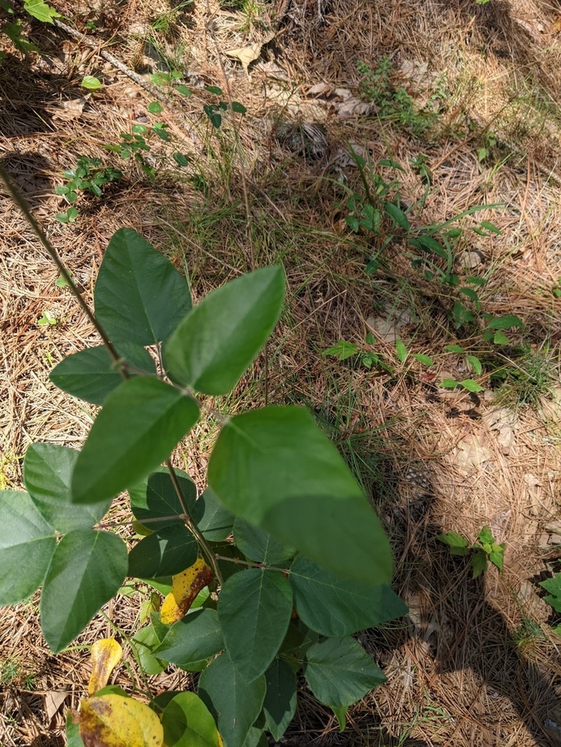 Velvetleaf Ticktrefoil photo 4