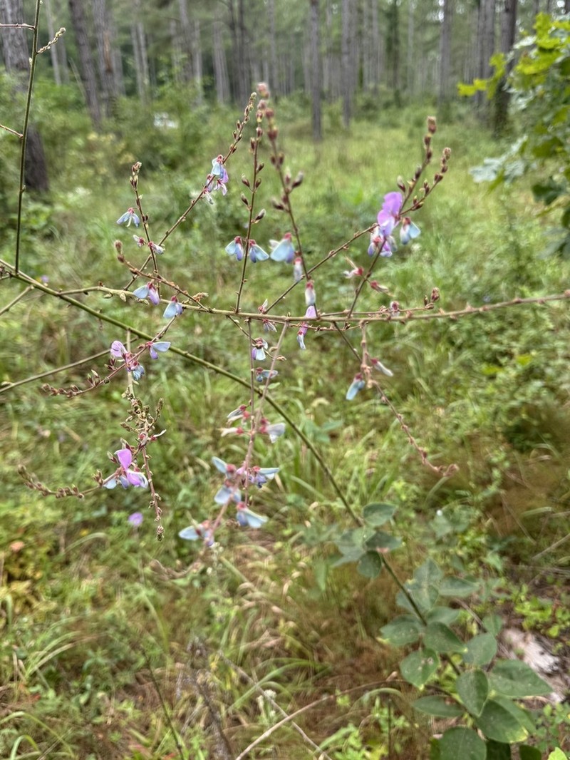 Velvetleaf Ticktrefoil photo 5