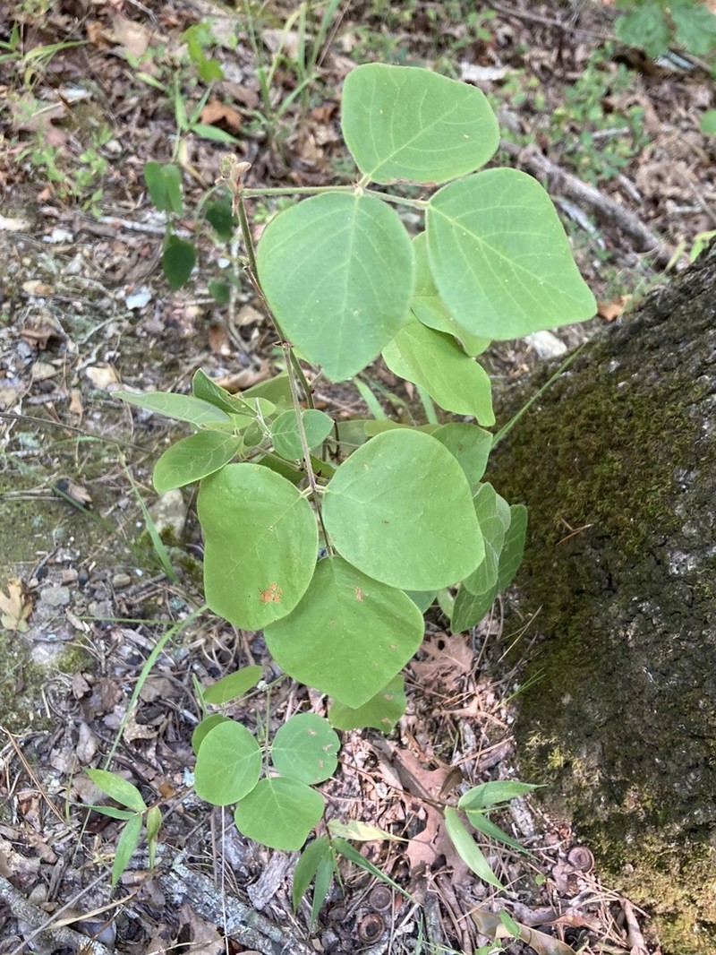 Velvetleaf Ticktrefoil photo 6