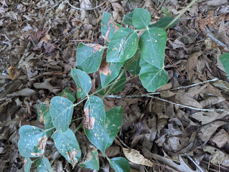 Velvetleaf Ticktrefoil photo 7