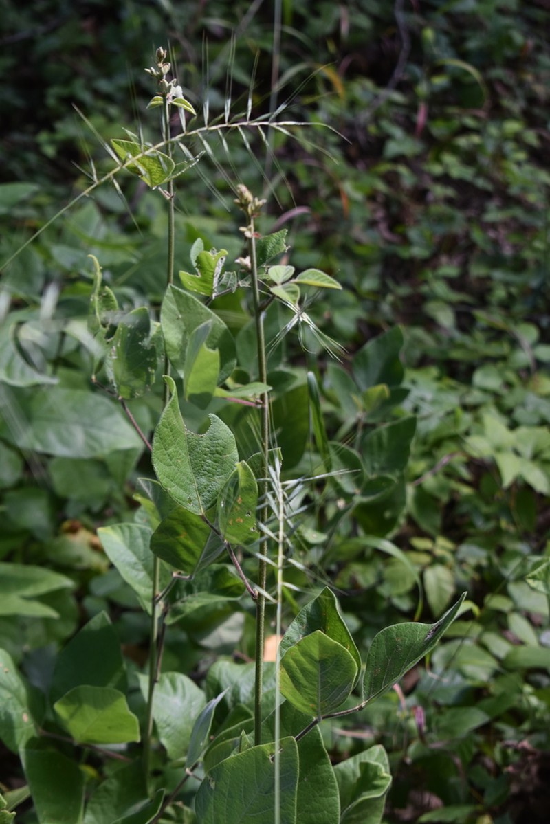 Velvetleaf Ticktrefoil photo 8