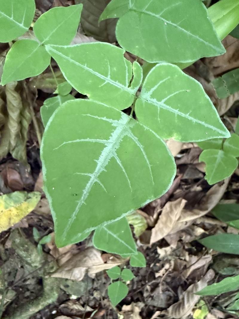 Wydler's Ticktrefoil