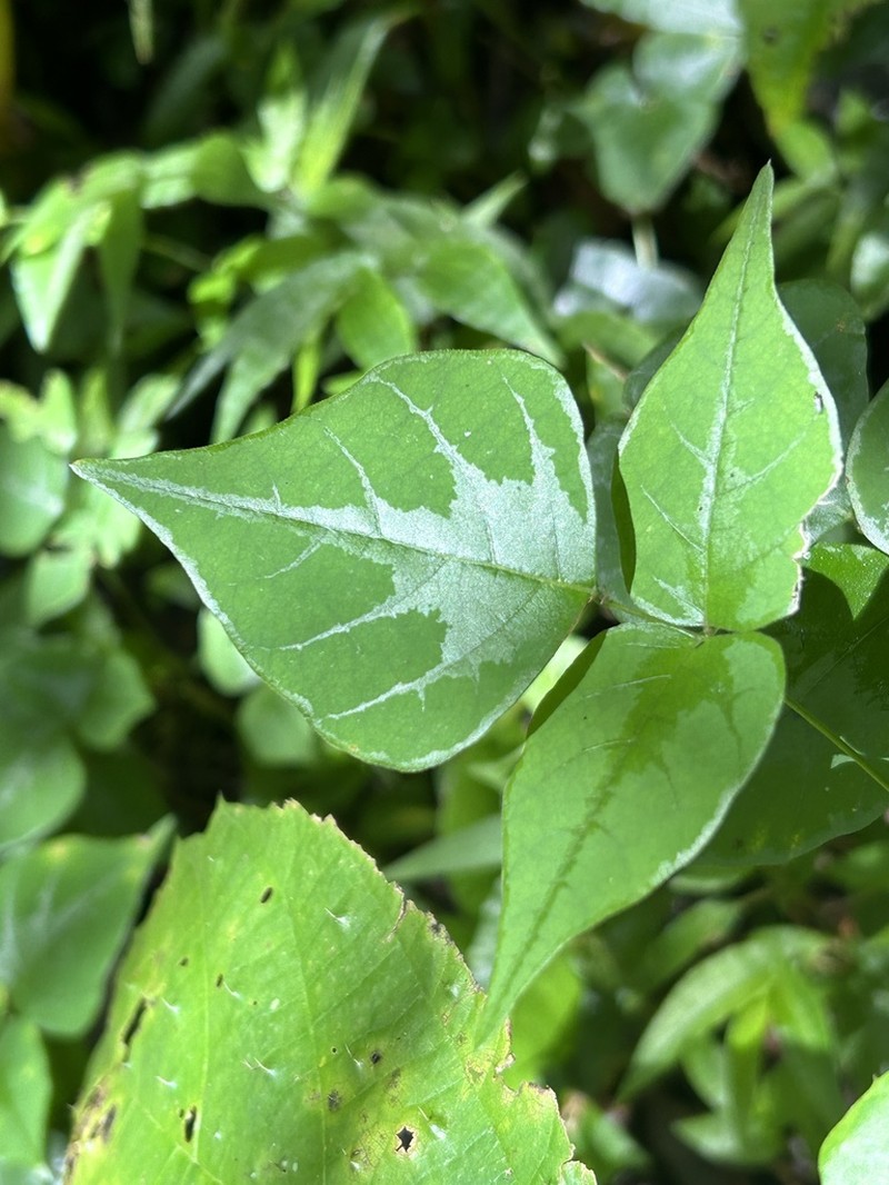 Wydler's Ticktrefoil photo 2