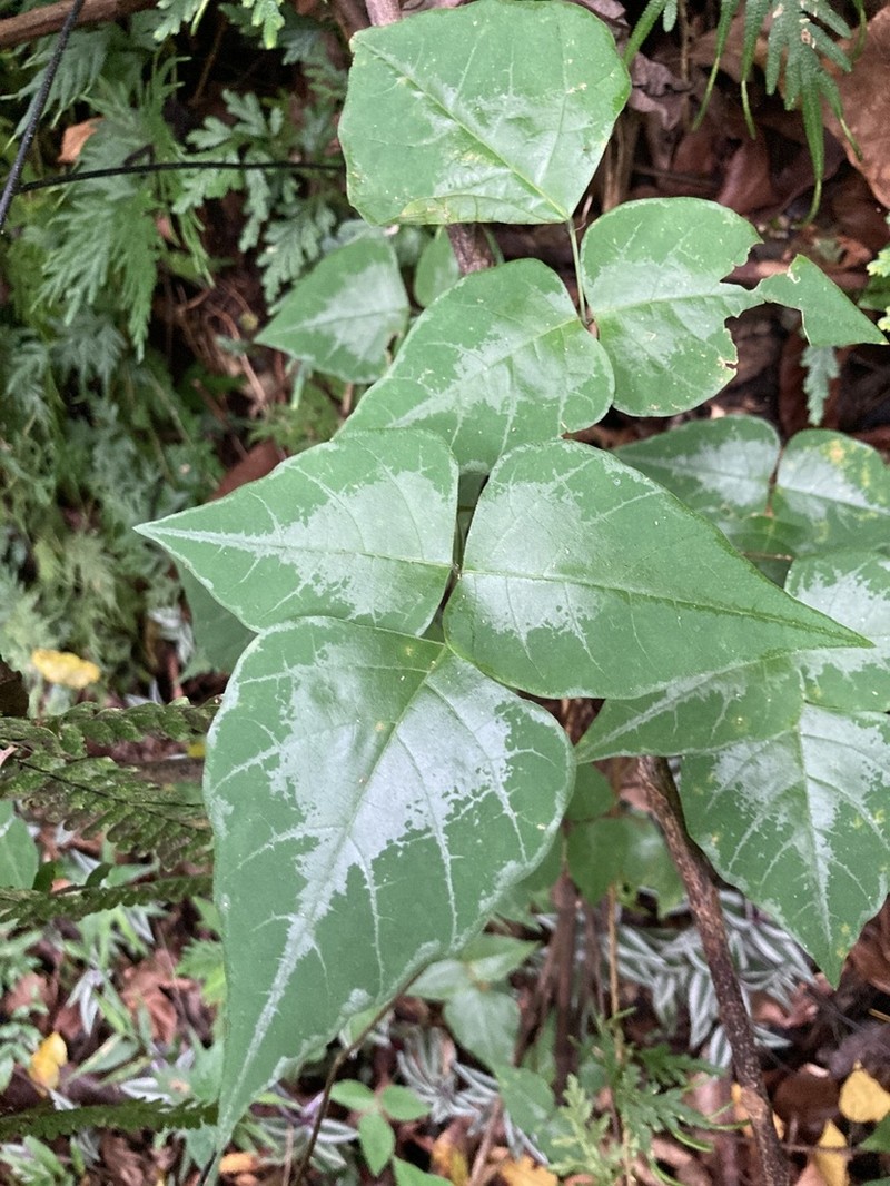 Wydler's Ticktrefoil photo 3