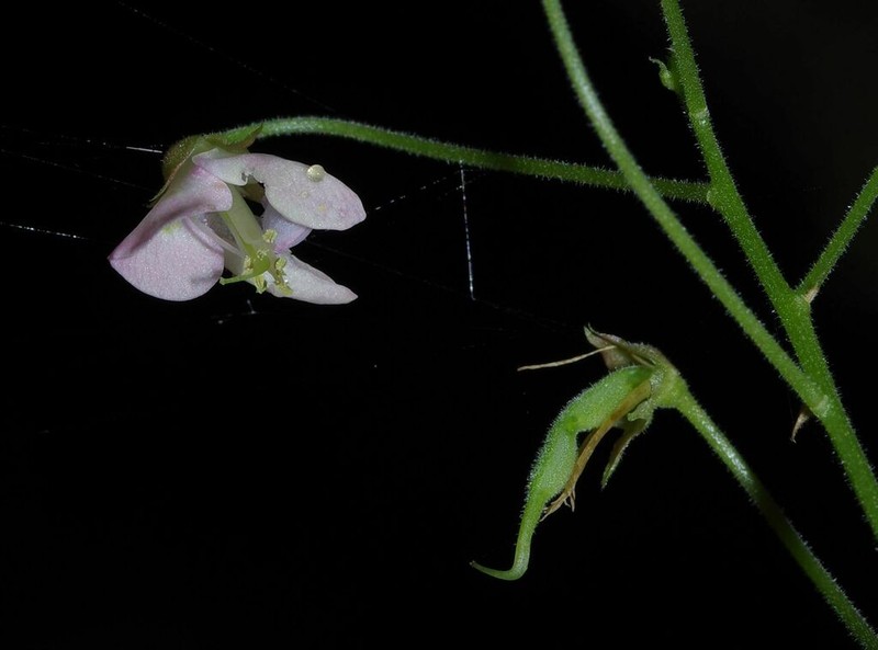 Wydler's Ticktrefoil photo 4