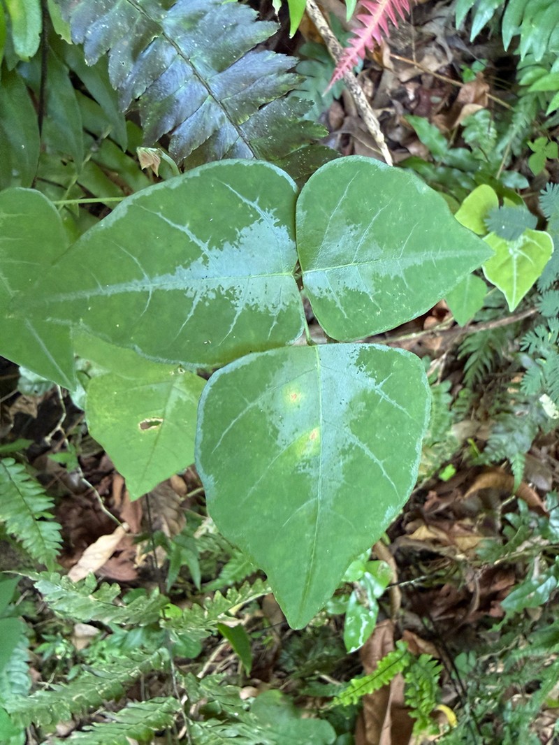 Wydler's Ticktrefoil photo 5