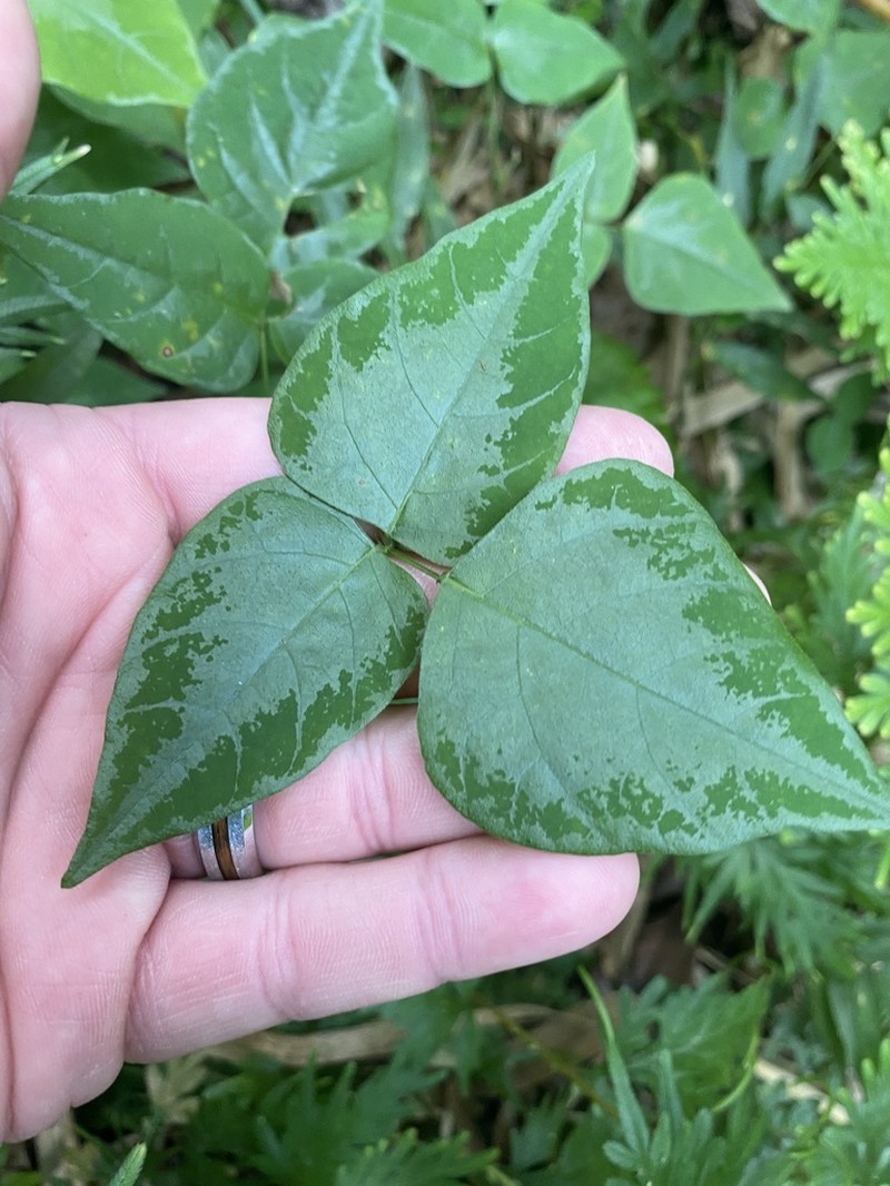 Wydler's Ticktrefoil photo 6