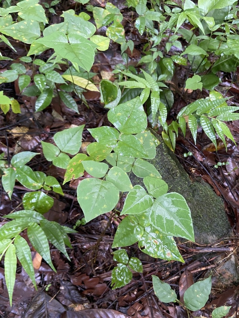 Wydler's Ticktrefoil photo 7