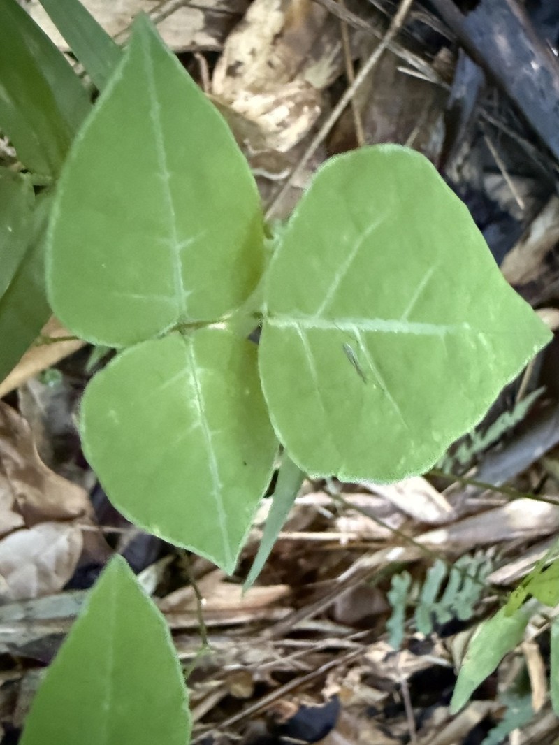 Wydler's Ticktrefoil photo 8