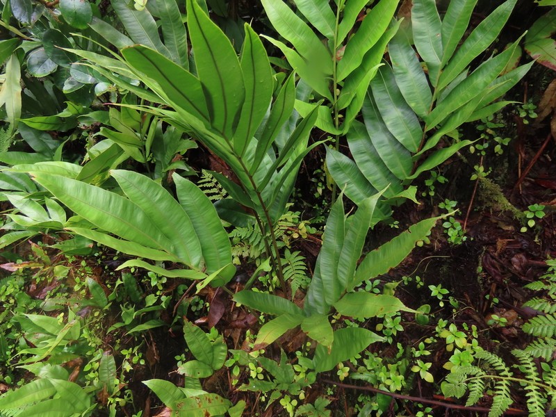 Desmophlebium lechleri